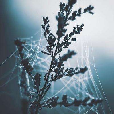 乐鱼官网手机版手机app下载